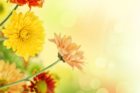 Chrysanten decoratietips